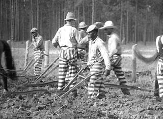 Inmates in striped uniforms with plow horses and shovels working a field.