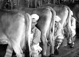 Three cows being milked by convicts in a large barn where many other cows can be seen in background.