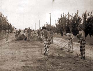 Inmates Digging and Working