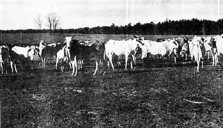 Approx. 20-25 white cattle standing in open field.