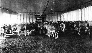 Cows standing in large barn.