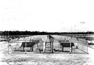 Large chain-link fence cages with bloodhounds