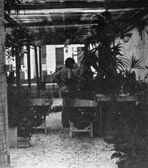 Inmate standing in room with plants