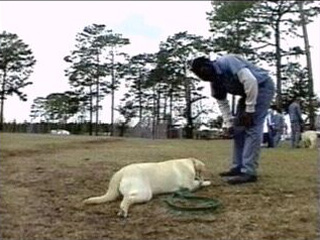 Inmate training seeing eye dog