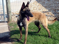 Razor, a cell phone sniffing dog