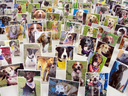 Hundreds of dog photographs.