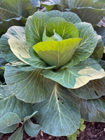 Picture of cabbage growing